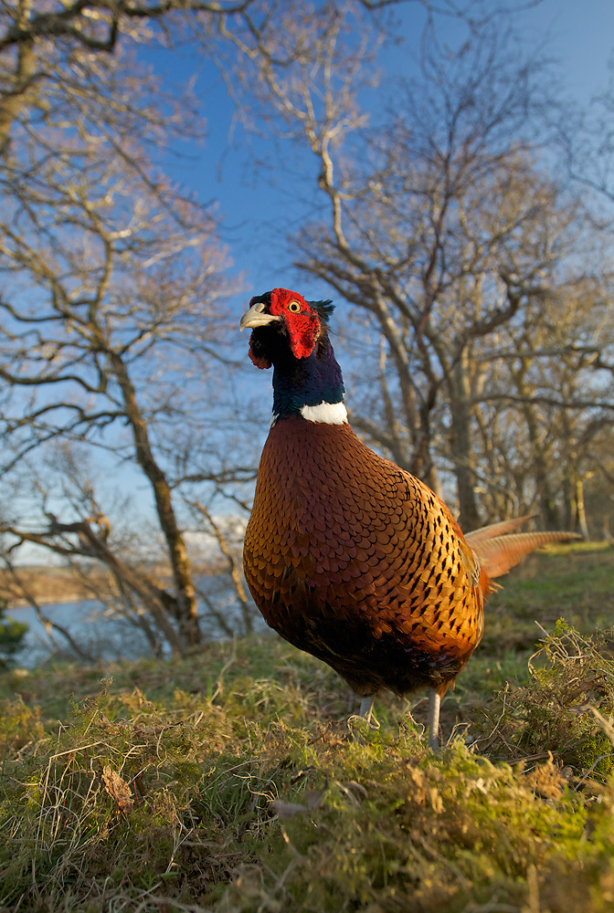 IMAGE: http://john-mactavish.co.uk/images/widepheasant.jpg